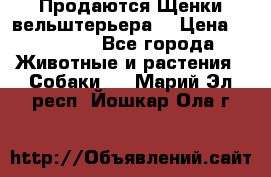 Продаются Щенки вельштерьера  › Цена ­ 27 000 - Все города Животные и растения » Собаки   . Марий Эл респ.,Йошкар-Ола г.